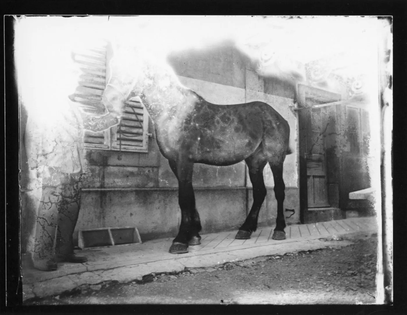 A glass plate of a horse with heavy surface haze and streaking