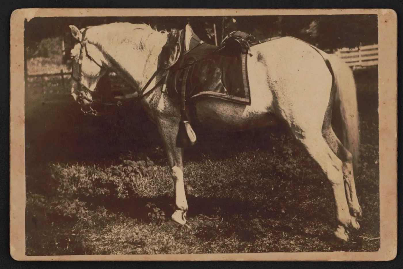 A faded sepia cabinet card of an army horse from about 1880
